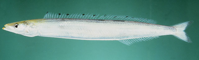 (Ammodytoides) Род АММОДИТОИДЫ 9 видов
